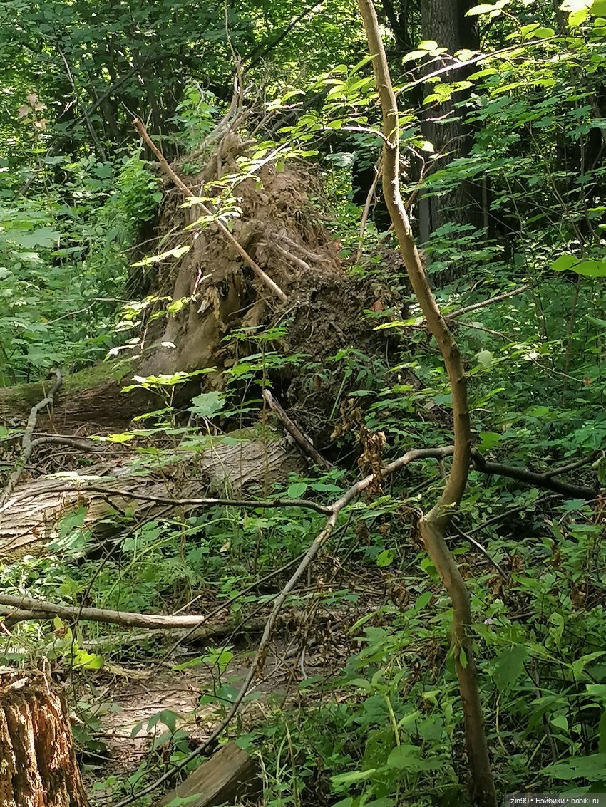 Главный Ботанический сад и ВДНХ