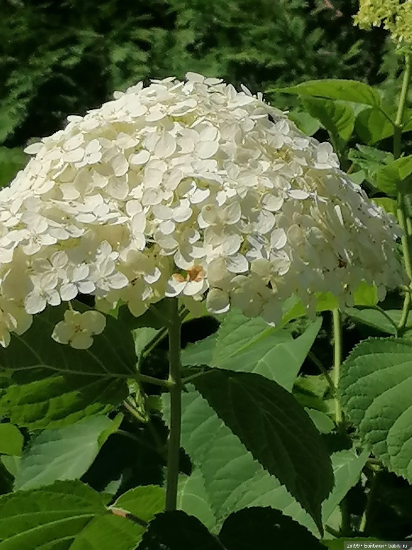 Главный Ботанический сад и ВДНХ