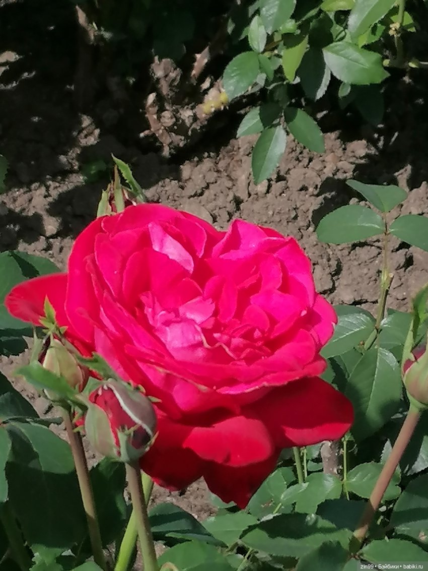 Главный Ботанический сад и ВДНХ