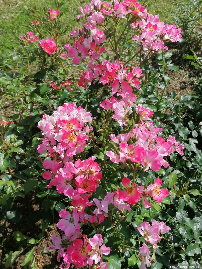 Главный Ботанический сад и ВДНХ