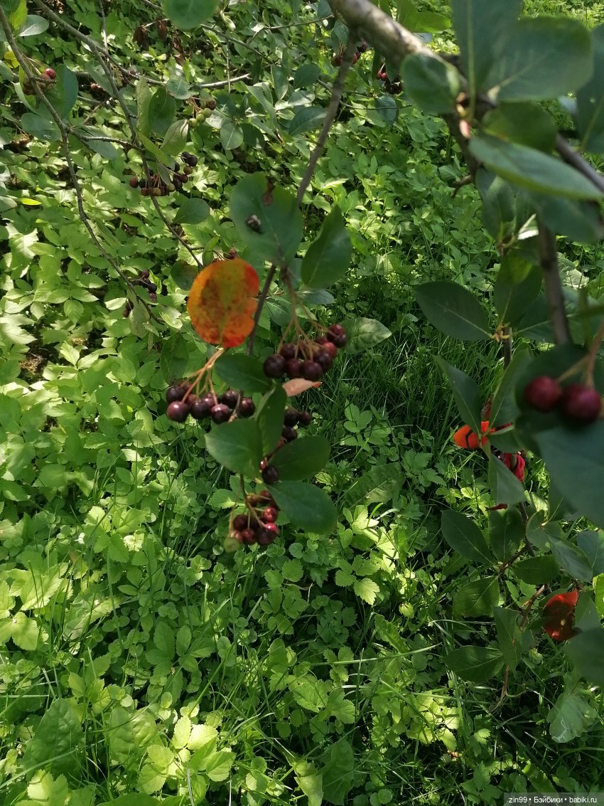 Главный Ботанический сад и ВДНХ (фото 10)