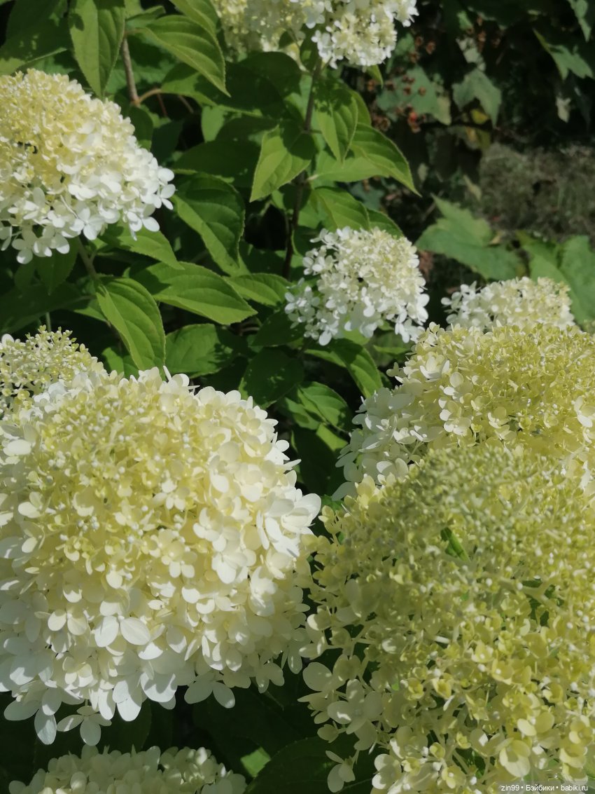 Главный Ботанический сад и ВДНХ