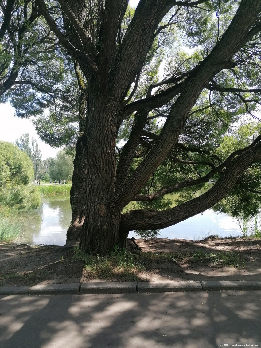 Главный Ботанический сад и ВДНХ