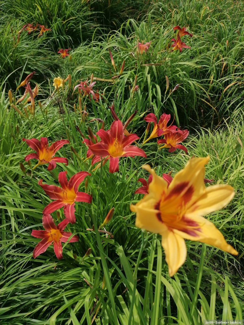 Голубой, синий и Дубрава — Куклы Rainbow High (Рейнбоу Хай