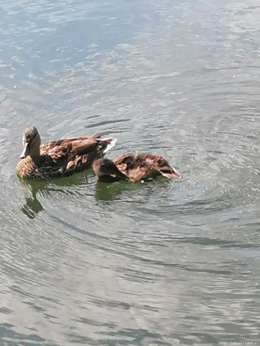 Голубой, синий и Дубрава — Куклы Rainbow High (Рейнбоу Хай