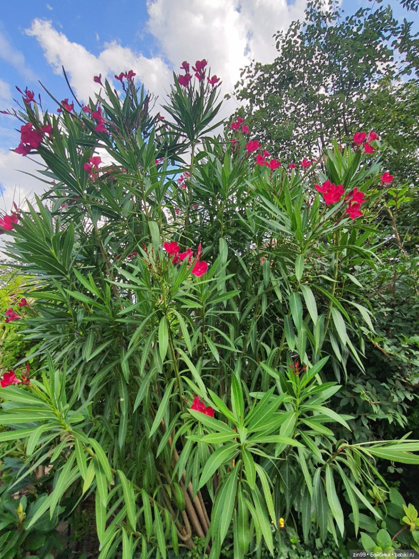 День города, да нет, Фестиваль лета и цветов, Да (фото 3)