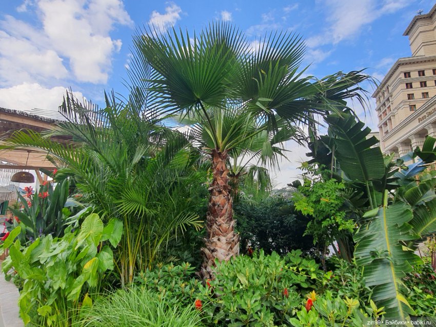 День города, да нет, Фестиваль лета и цветов, Да (фото 4)