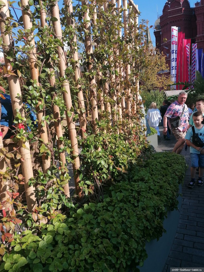 День города, да нет, Фестиваль лета и цветов, Да