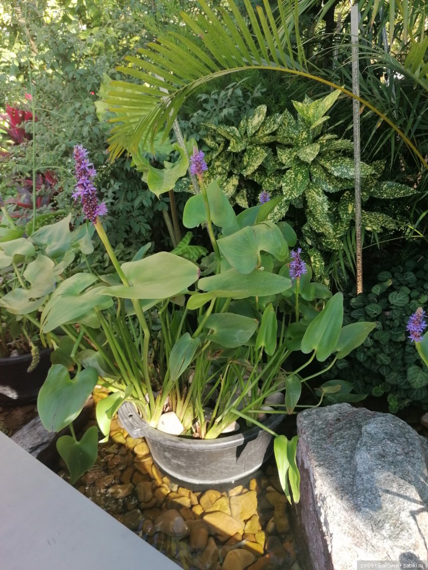 День города, да нет, Фестиваль лета и цветов, Да