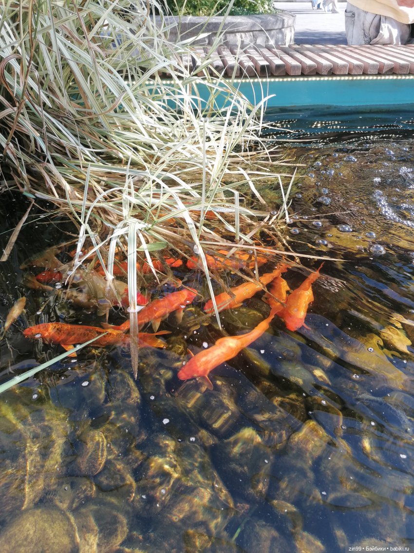 День города, да нет, Фестиваль лета и цветов, Да