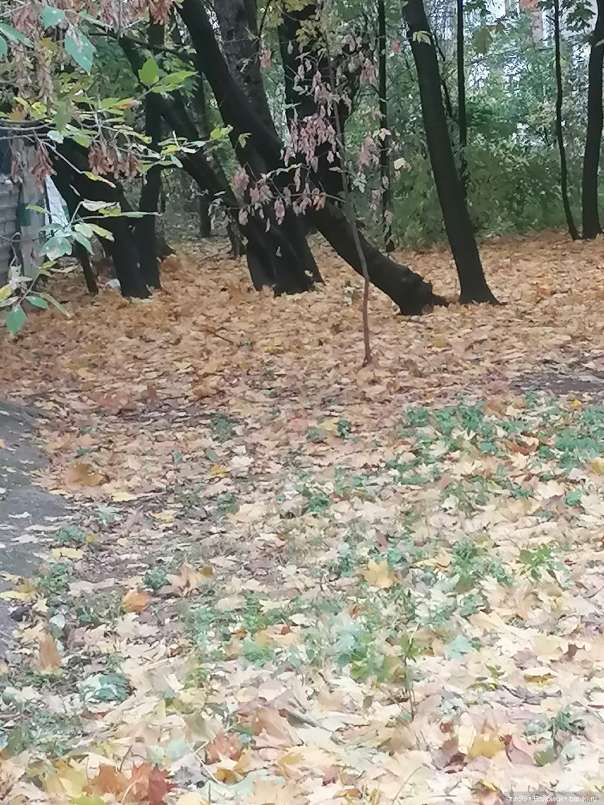 Осень и девочка Алиса — Игровые куклы разных производителей (Разное): редкие бренды (фото 9)