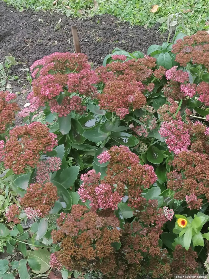 Осень и девочка Алиса — Игровые куклы разных производителей (Разное): редкие бренды (фото 10)