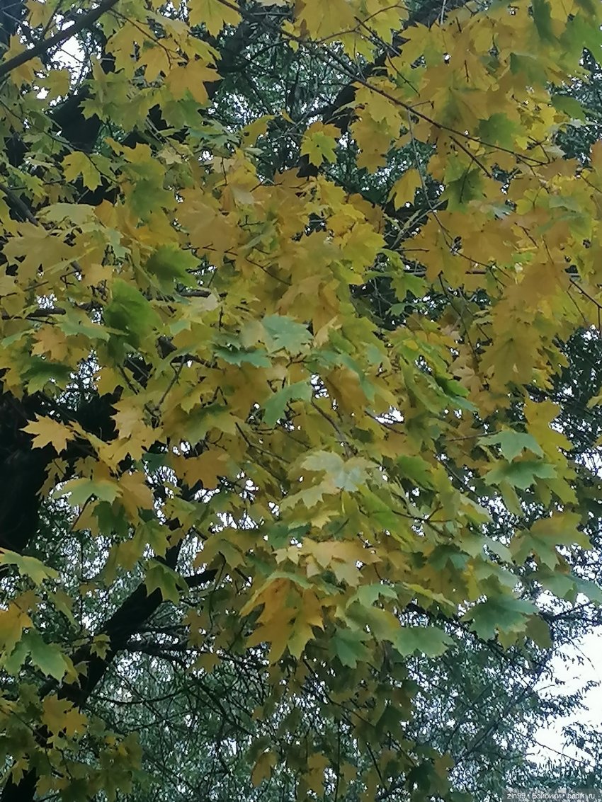 Осень и девочка Алиса — Игровые куклы разных производителей (Разное): редкие бренды (фото 8)