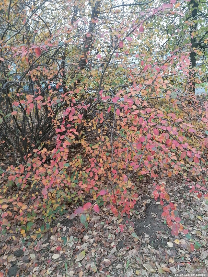 Московская Осень в парках и аллеях (фото 4)