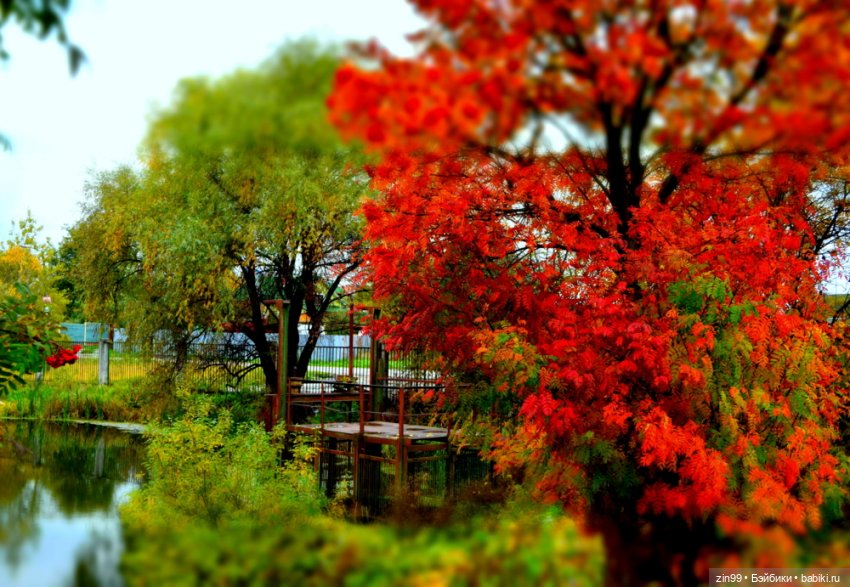 Московская Осень в парках и аллеях (фото 8)