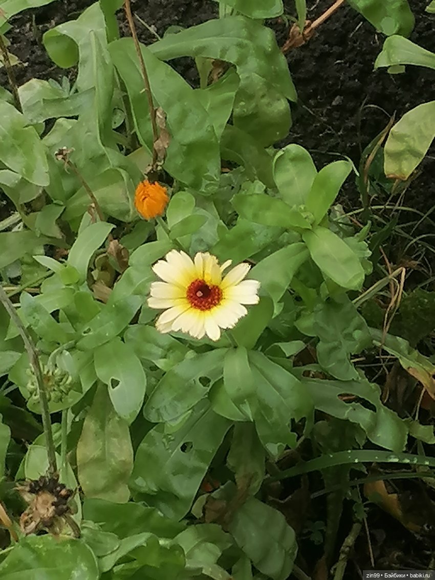 Московская Осень в парках и аллеях (фото 3)