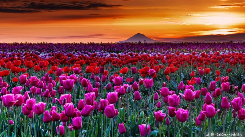 С 8 марта, с весенним и женским днем 💗