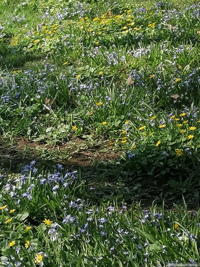 Прогулка в Ботанический сад | Бэйбики Прогулка в Ботанический сад (фото 4)