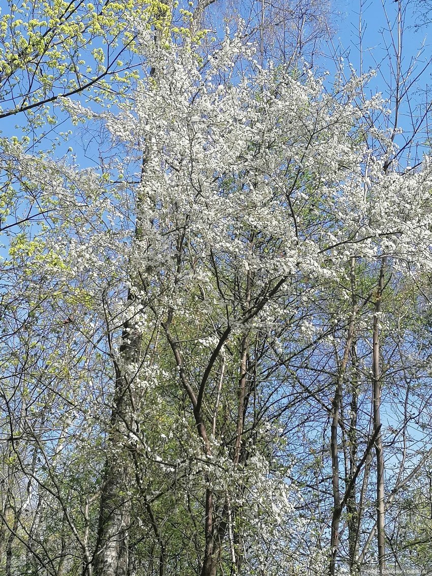 Прогулка в Ботанический сад | Бэйбики Прогулка в Ботанический сад