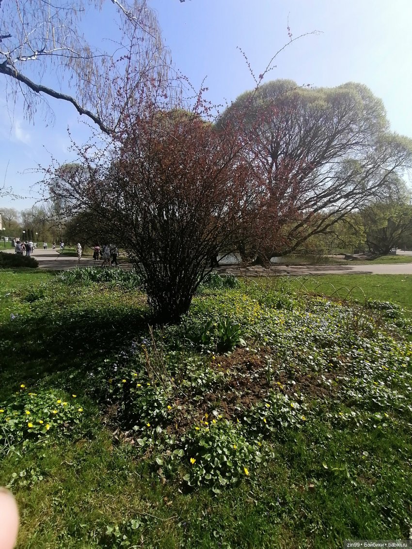 Прогулка в Ботанический сад | Бэйбики Прогулка в Ботанический сад