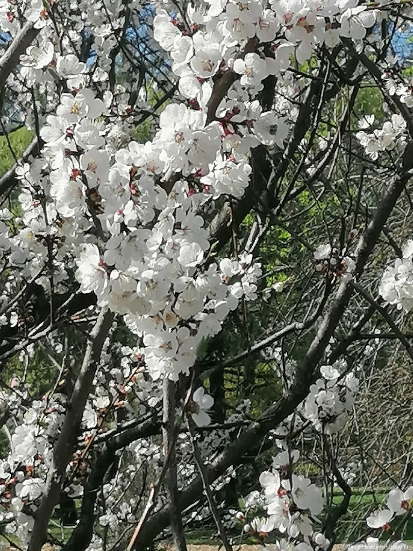 Прогулка в Ботанический сад | Бэйбики Прогулка в Ботанический сад