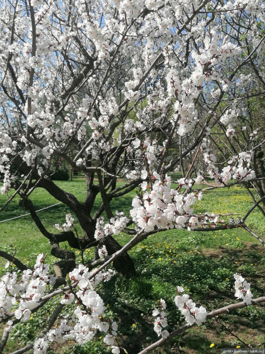 Прогулка в Ботанический сад | Бэйбики Прогулка в Ботанический сад (фото 10)