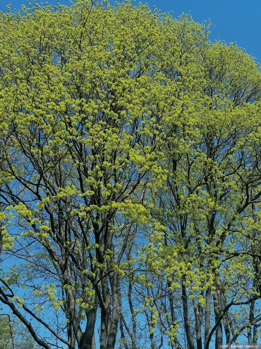 Прогулка в Ботанический сад | Бэйбики Прогулка в Ботанический сад (фото 9)