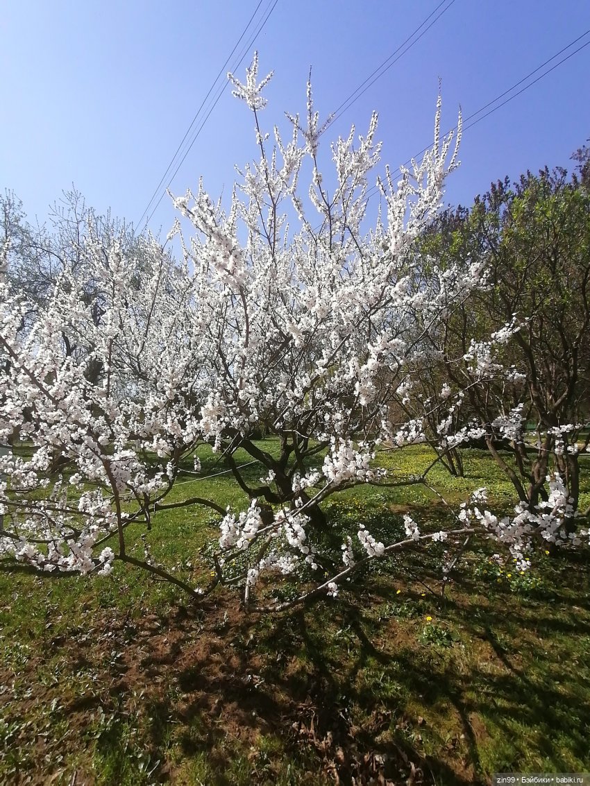 Прогулка в Ботанический сад | Бэйбики Прогулка в Ботанический сад