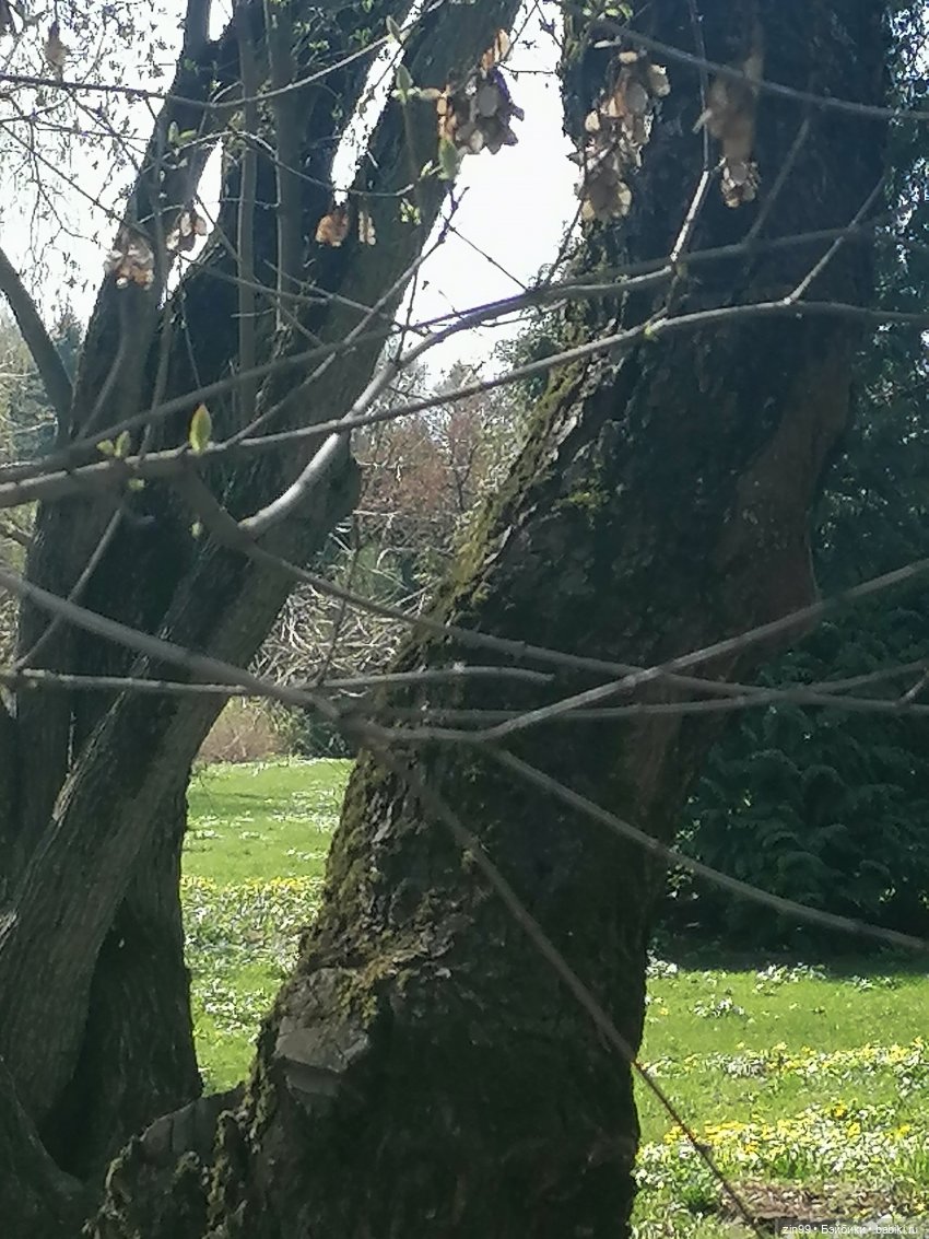 Прогулка в Ботанический сад | Бэйбики Прогулка в Ботанический сад (фото 2)