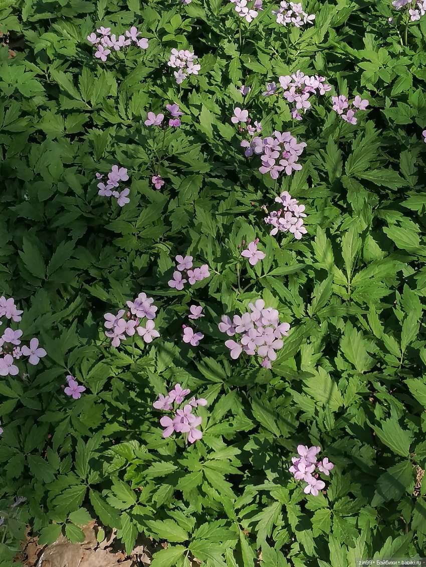 Прогулка в Ботанический сад | Бэйбики Прогулка в Ботанический сад