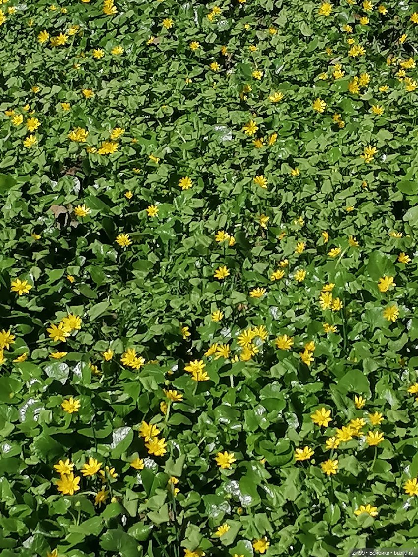 Прогулка в Ботанический сад | Бэйбики Прогулка в Ботанический сад (фото 6)