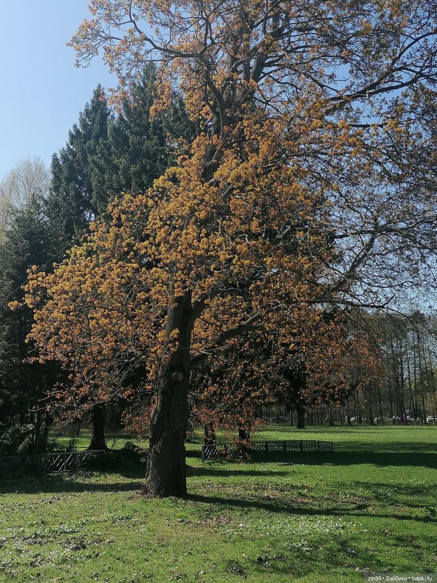 Прогулка в Ботанический сад | Бэйбики Прогулка в Ботанический сад