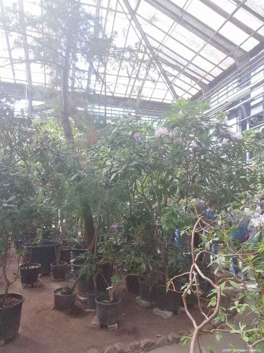 Прогулка в Ботанический сад | Бэйбики Прогулка в Ботанический сад