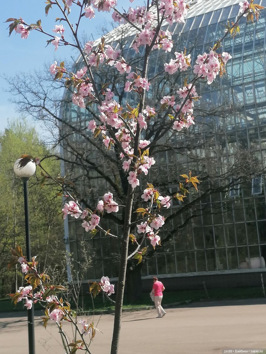 Прогулка в Ботанический сад | Бэйбики Прогулка в Ботанический сад