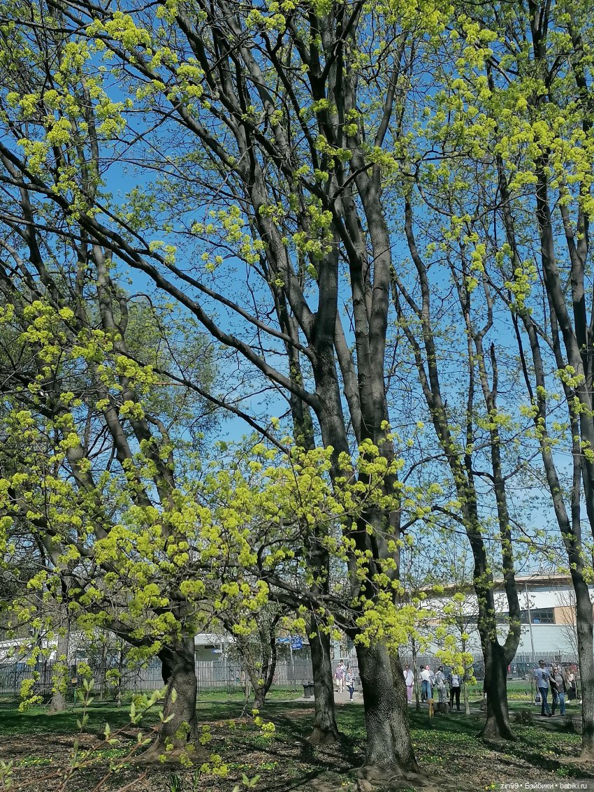 Прогулка в Ботанический сад | Бэйбики Прогулка в Ботанический сад (фото 8)