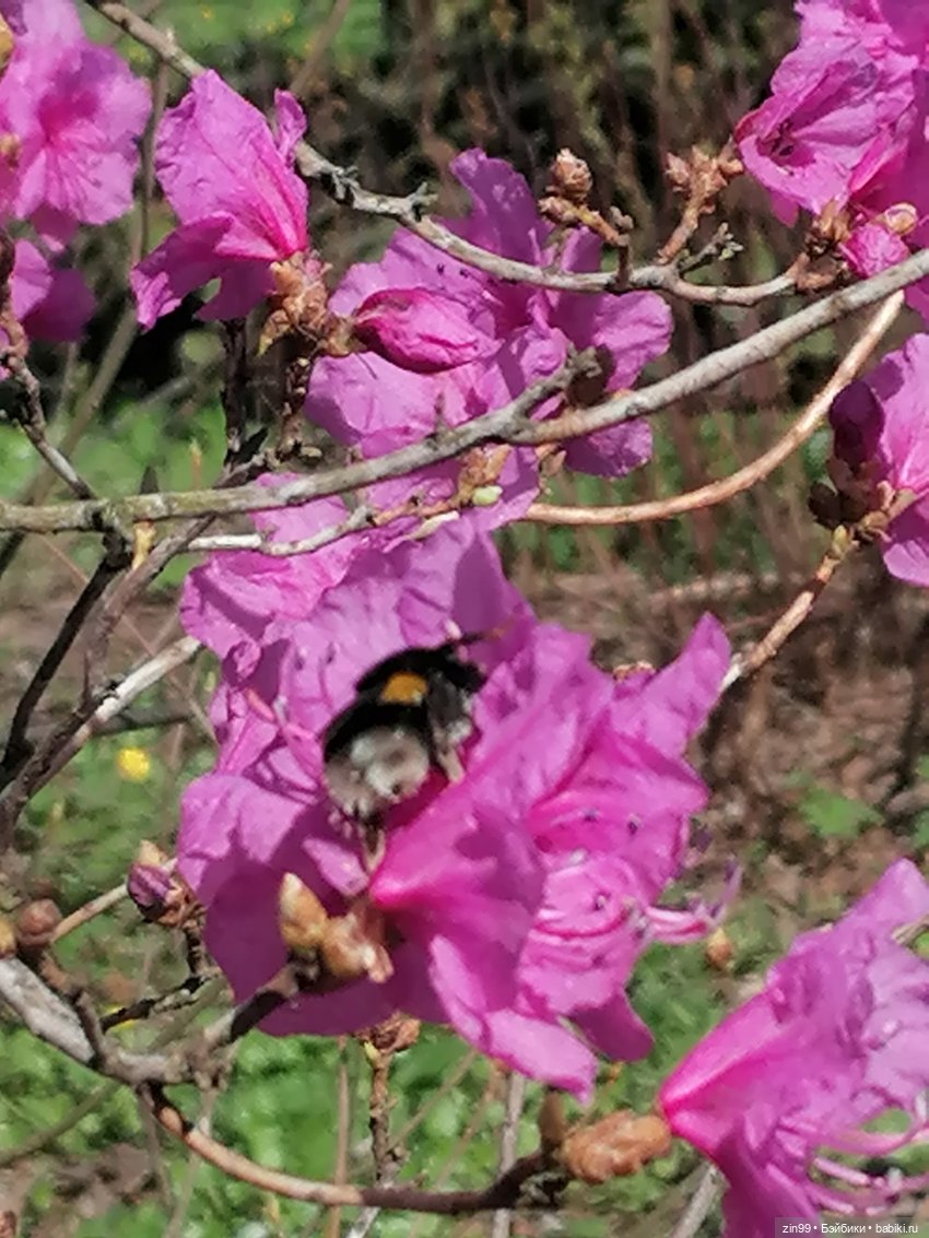 Прогулка в Ботанический сад | Бэйбики Прогулка в Ботанический сад