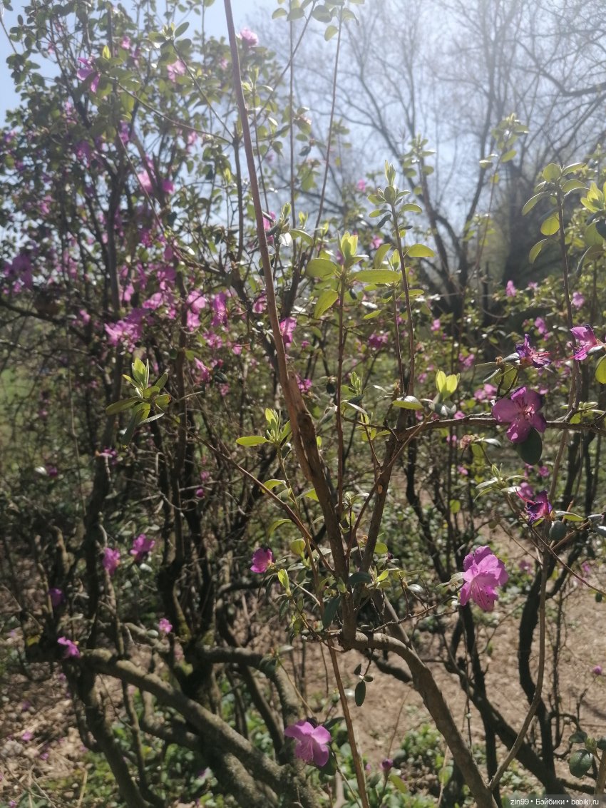 Прогулка в Ботанический сад | Бэйбики Прогулка в Ботанический сад