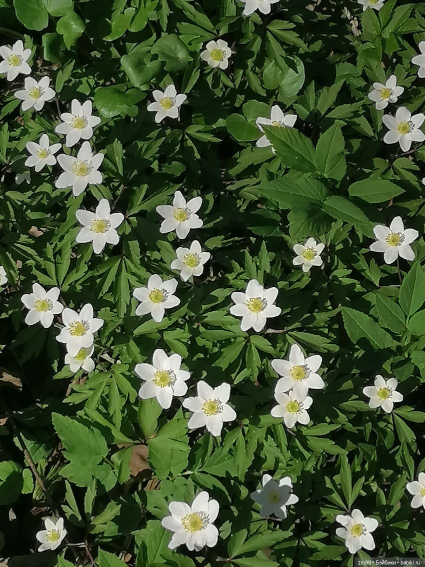 Прогулка в Ботанический сад | Бэйбики Прогулка в Ботанический сад