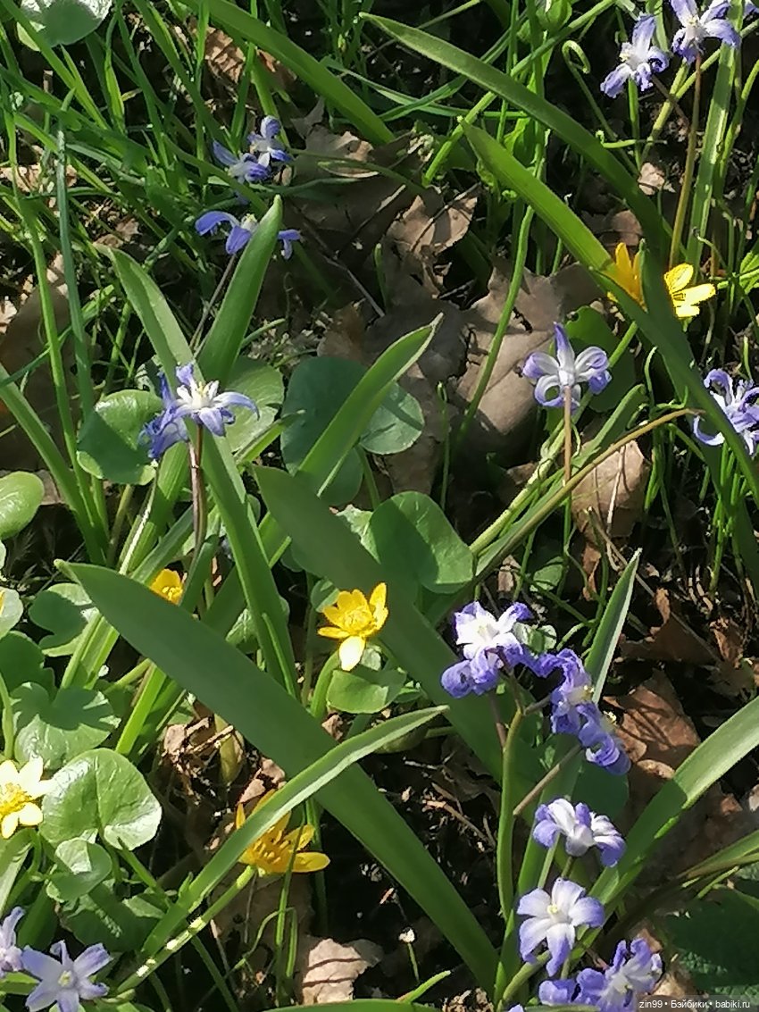 Прогулка в Ботанический сад | Бэйбики Прогулка в Ботанический сад (фото 5)