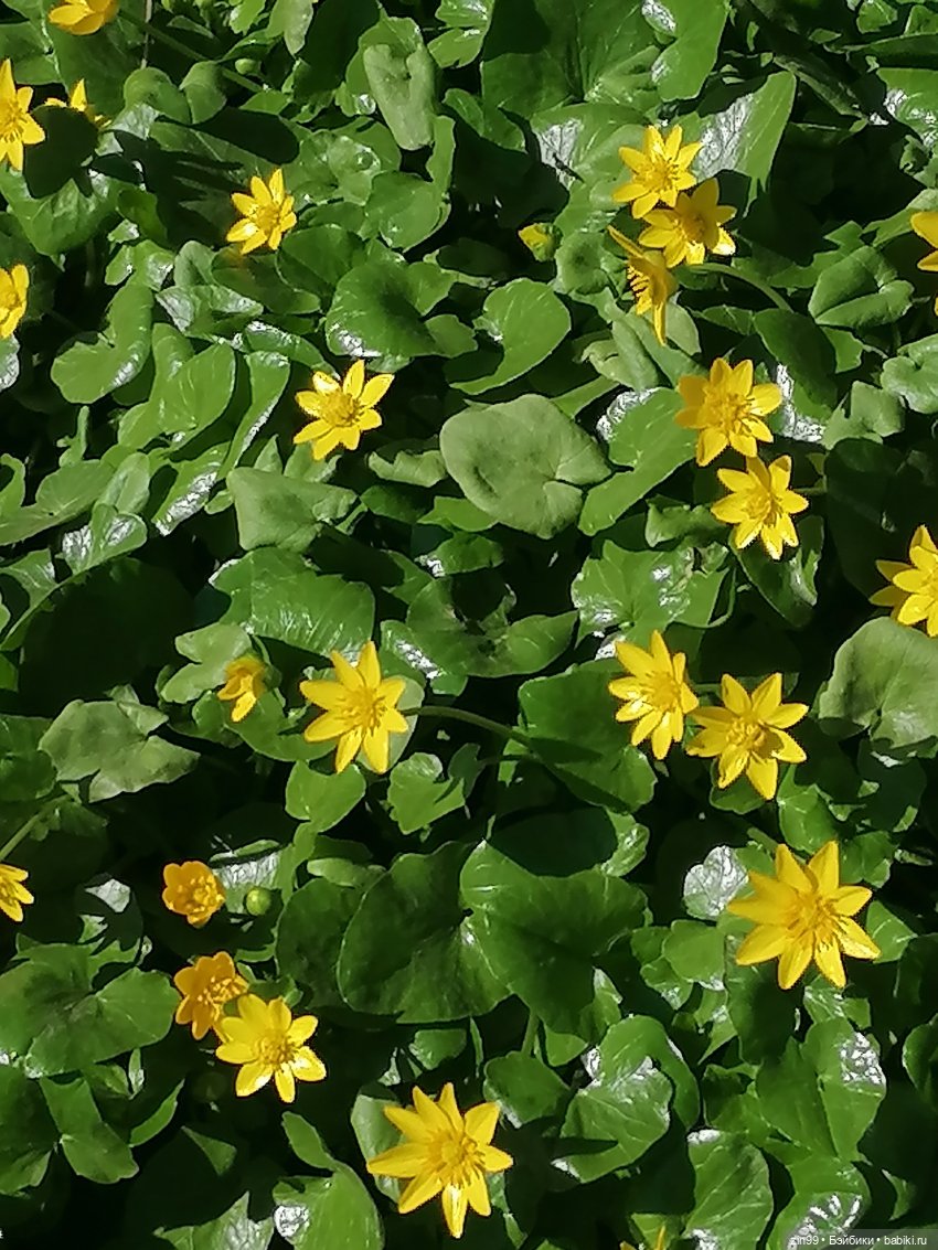 Прогулка в Ботанический сад | Бэйбики Прогулка в Ботанический сад (фото 7)