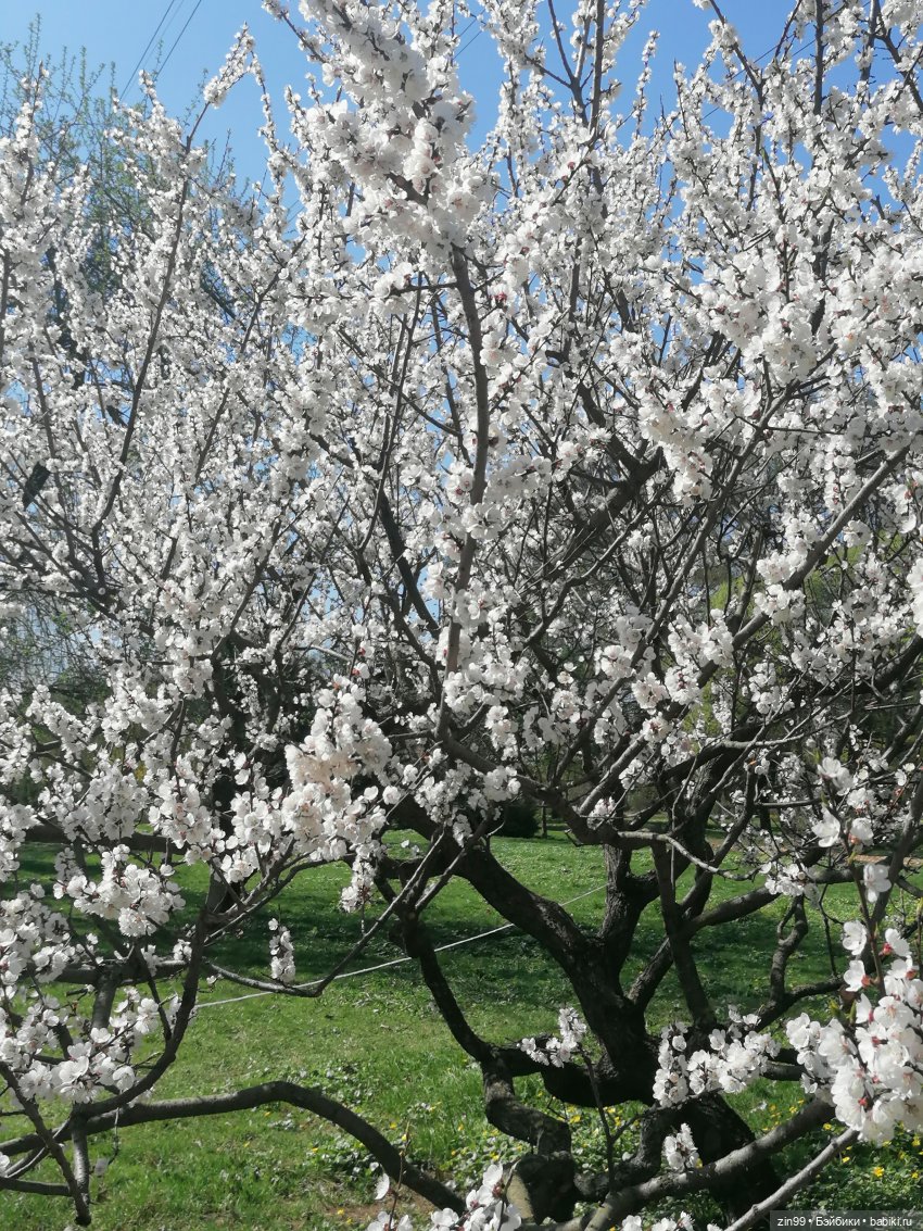 Прогулка в Ботанический сад | Бэйбики Прогулка в Ботанический сад