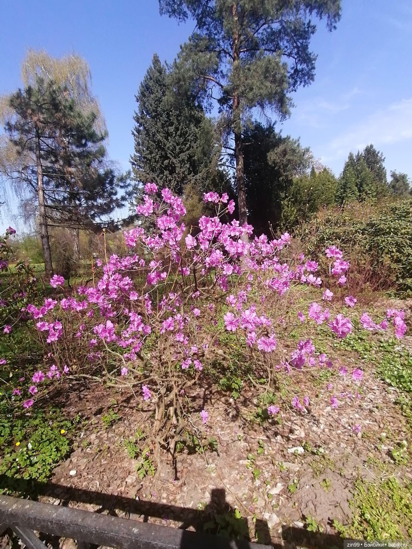 Прогулка в Ботанический сад | Бэйбики Прогулка в Ботанический сад