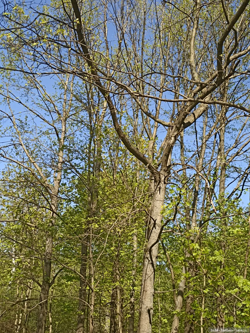 Пока цветут сады — Куклы Rainbow High (Рейнбоу Хай