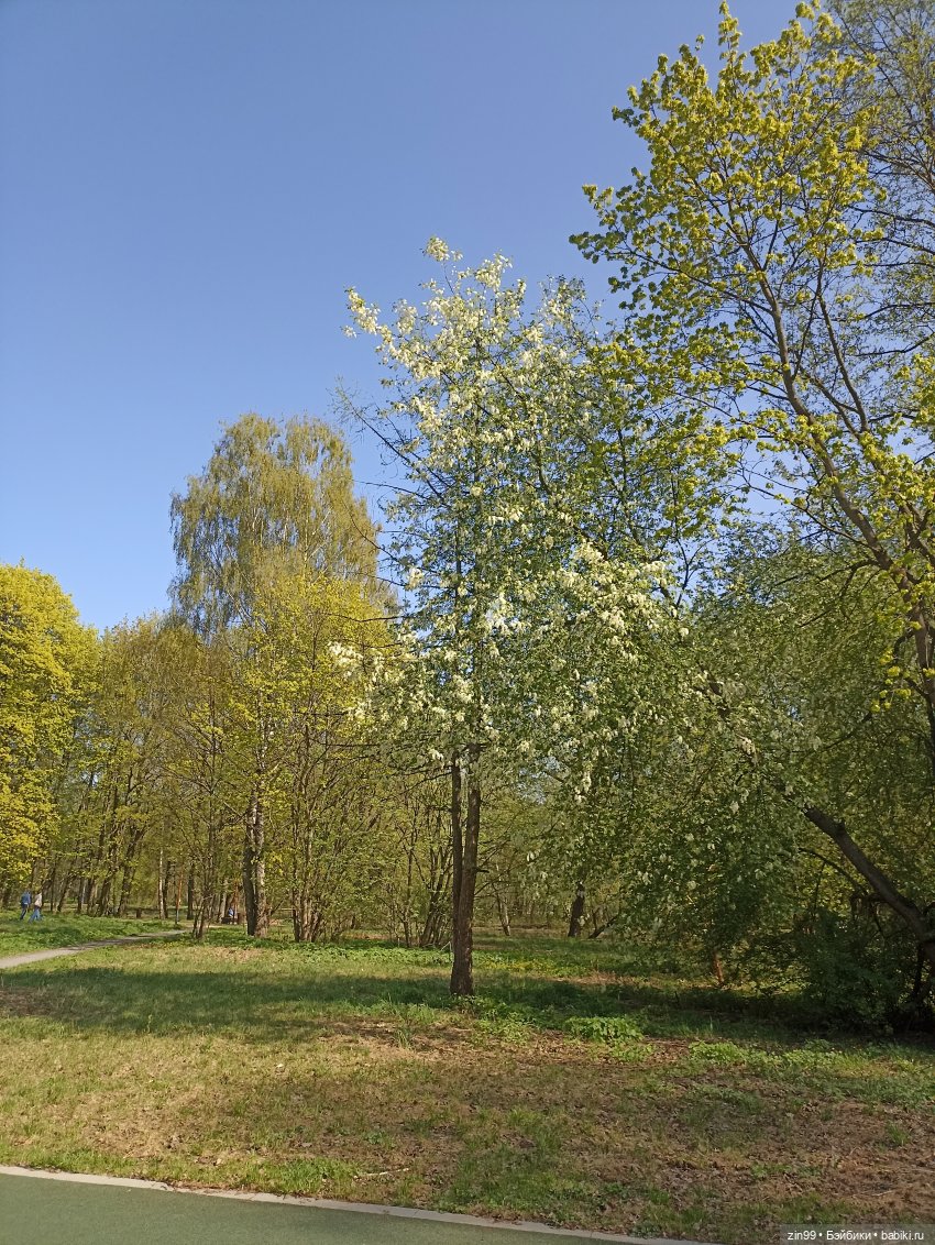 Пока цветут сады — Куклы Rainbow High (Рейнбоу Хай