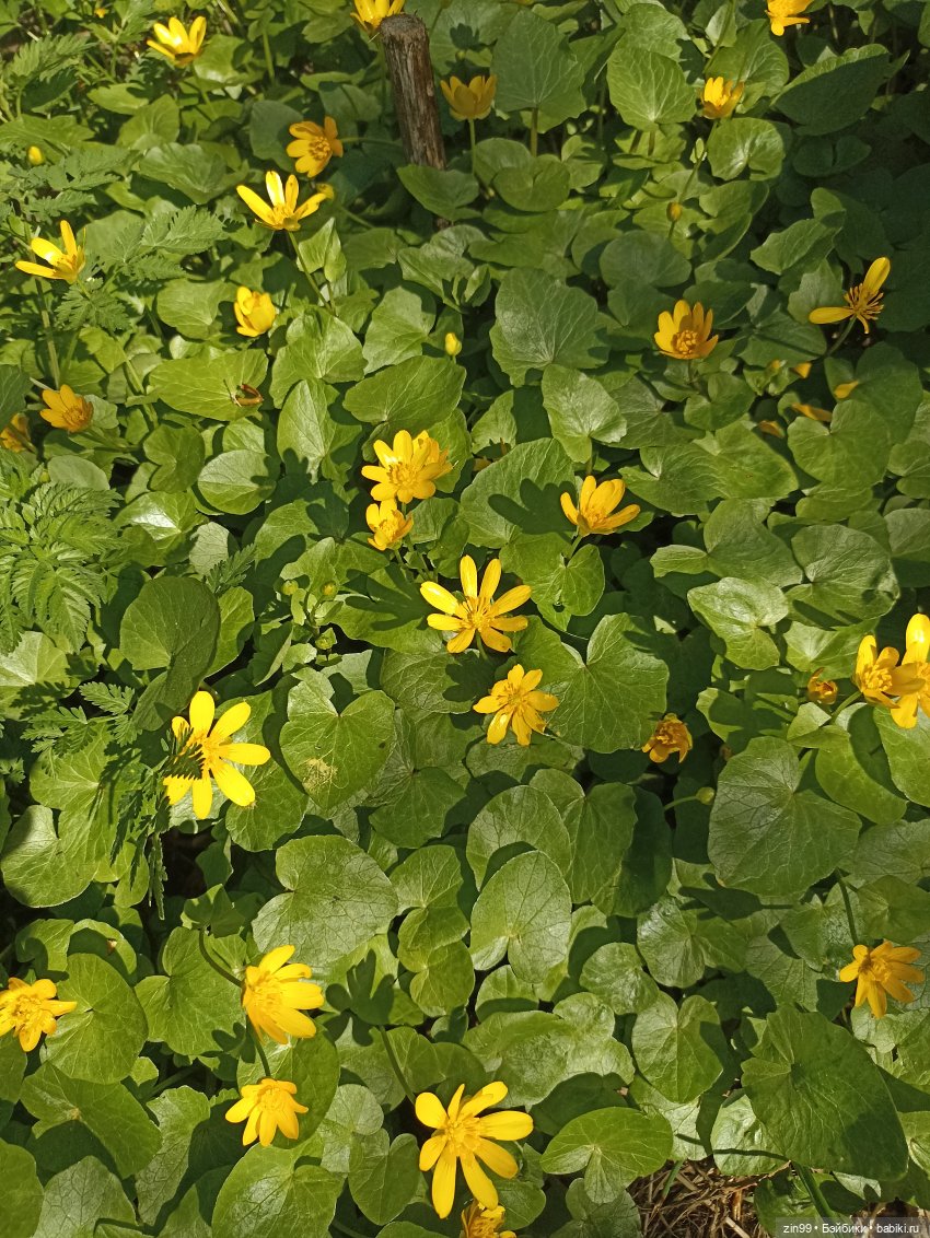 Пока цветут сады — Куклы Rainbow High (Рейнбоу Хай