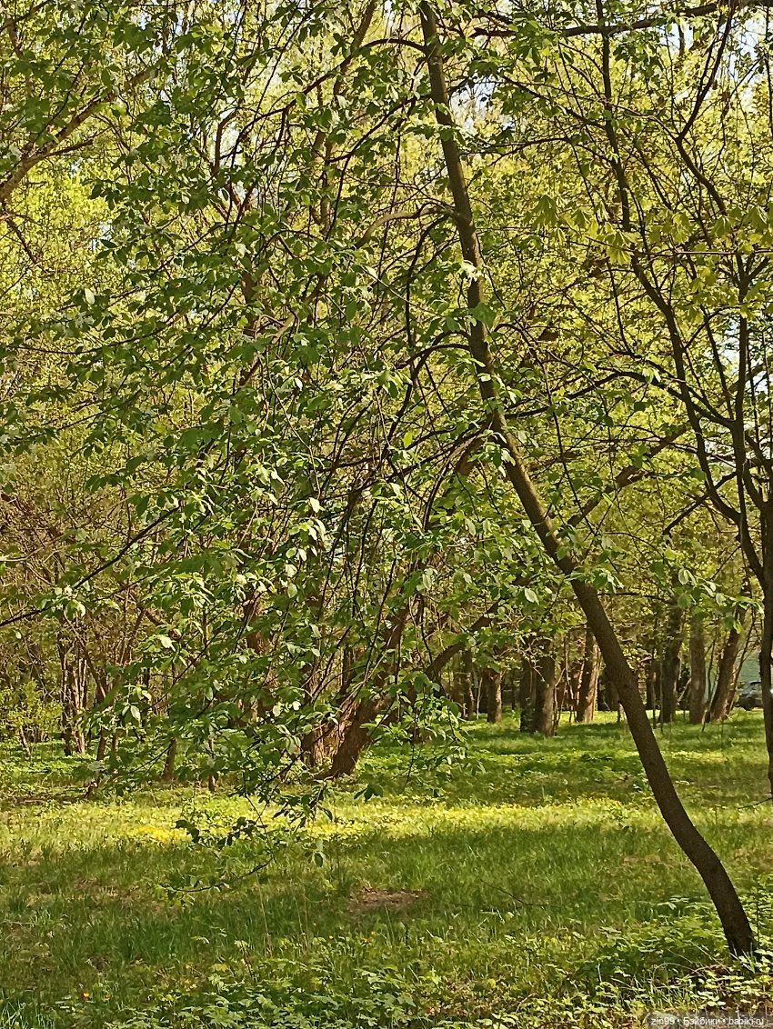 Пока цветут сады — Куклы Rainbow High (Рейнбоу Хай