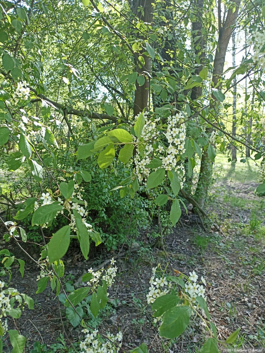 Пока цветут сады — Куклы Rainbow High (Рейнбоу Хай