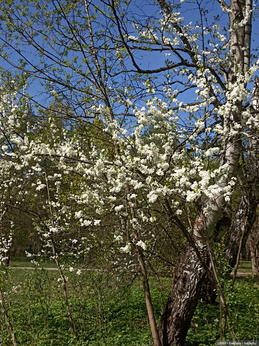 Пока цветут сады — Куклы Rainbow High (Рейнбоу Хай