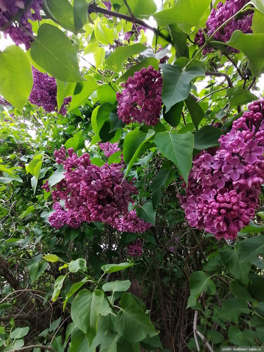 Плыл по городу запах сирени (фото 9)