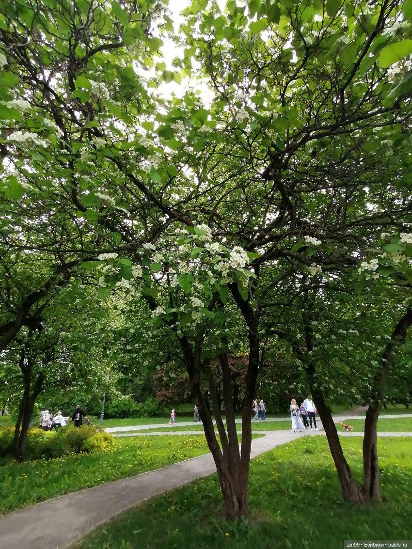 Плыл по городу запах сирени